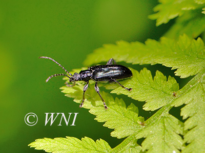 Plateumaris frosti (Donaciinae, Chrysomelidae)